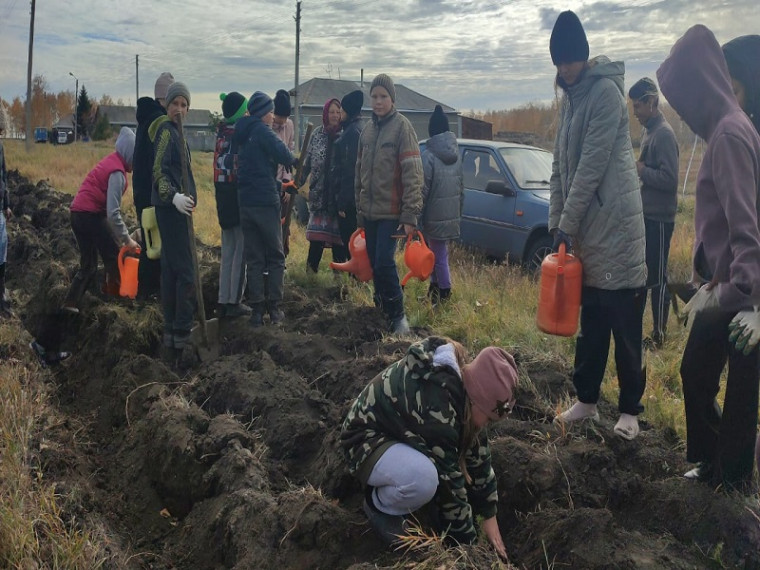 Вырастет сосновый бор. Школьники посадили лес.